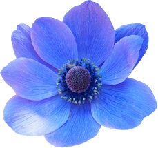 Watercolor Blue Flower